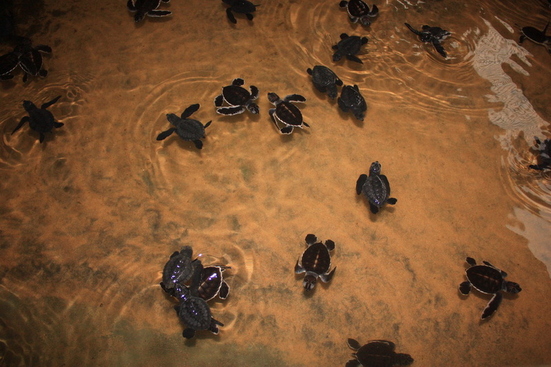 Sri Lanka, Kosgoda, Turtle Farm